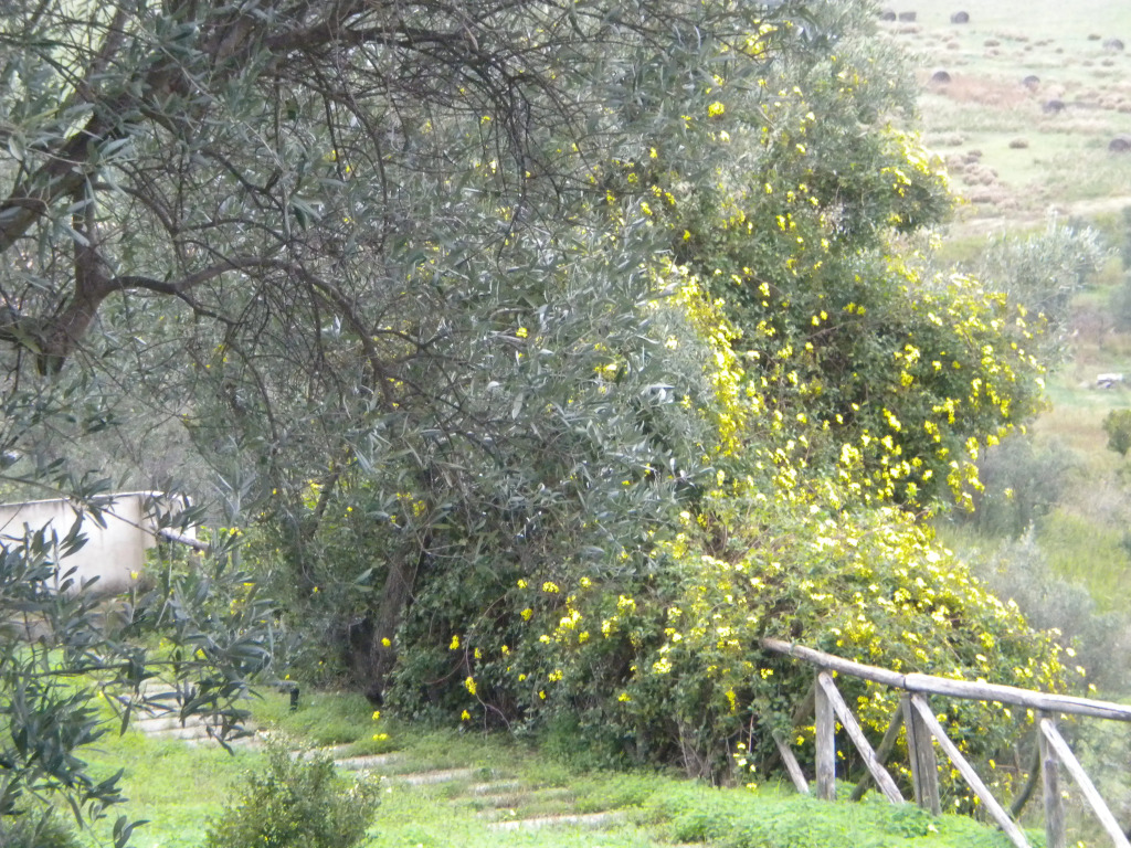 Tenuta Agrituristica Castellesi