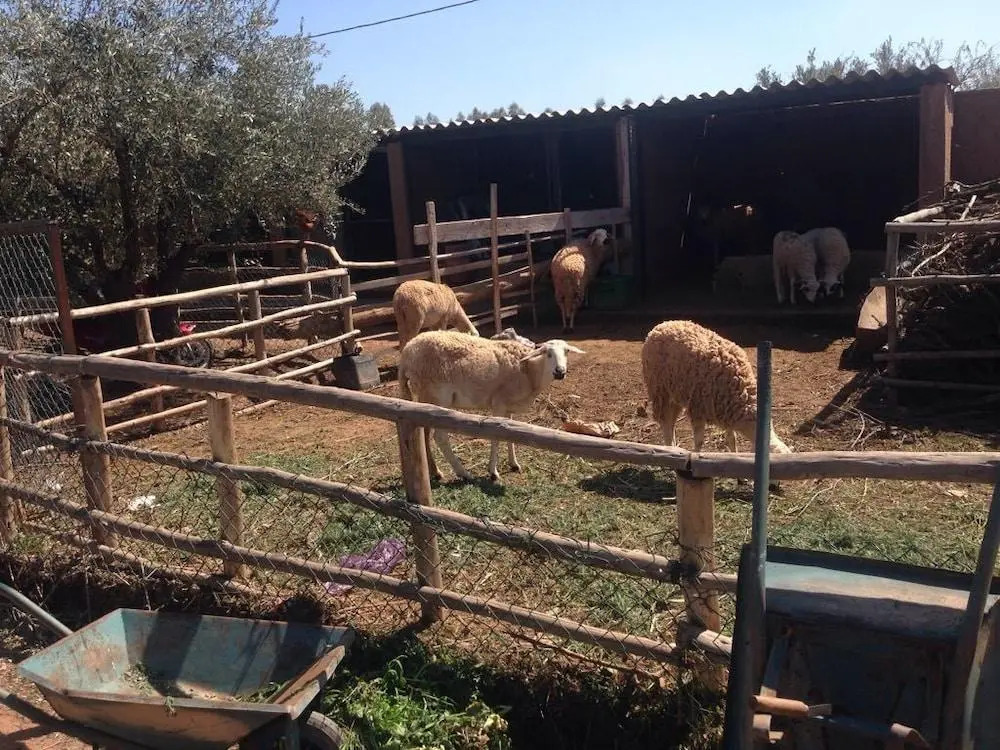 Ferme Sidi Safou & Spa