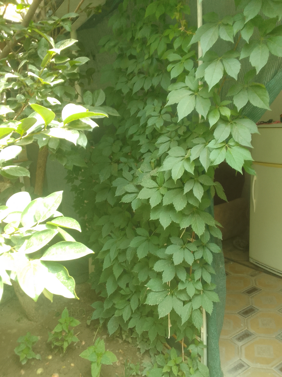 Raxat Guest House
