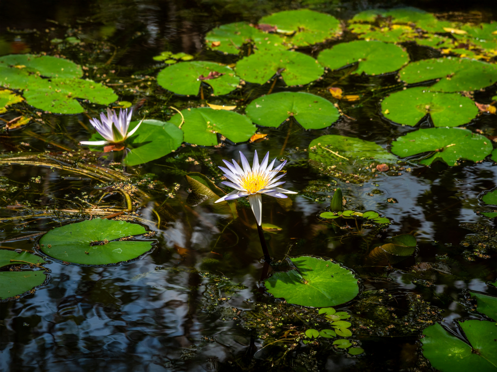 Moi Dambulla by DBI