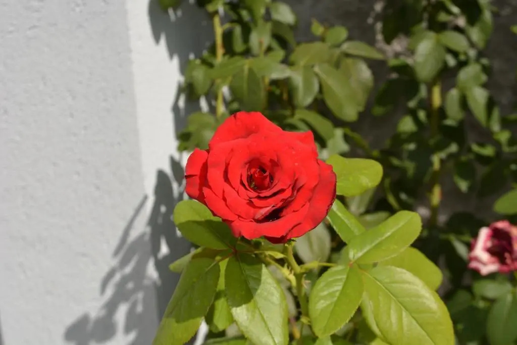 Rose Garden Hotel