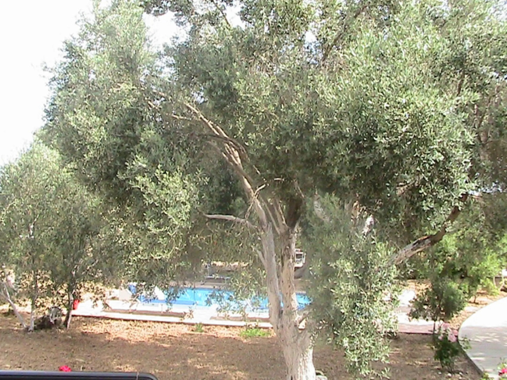 Вилла Athina