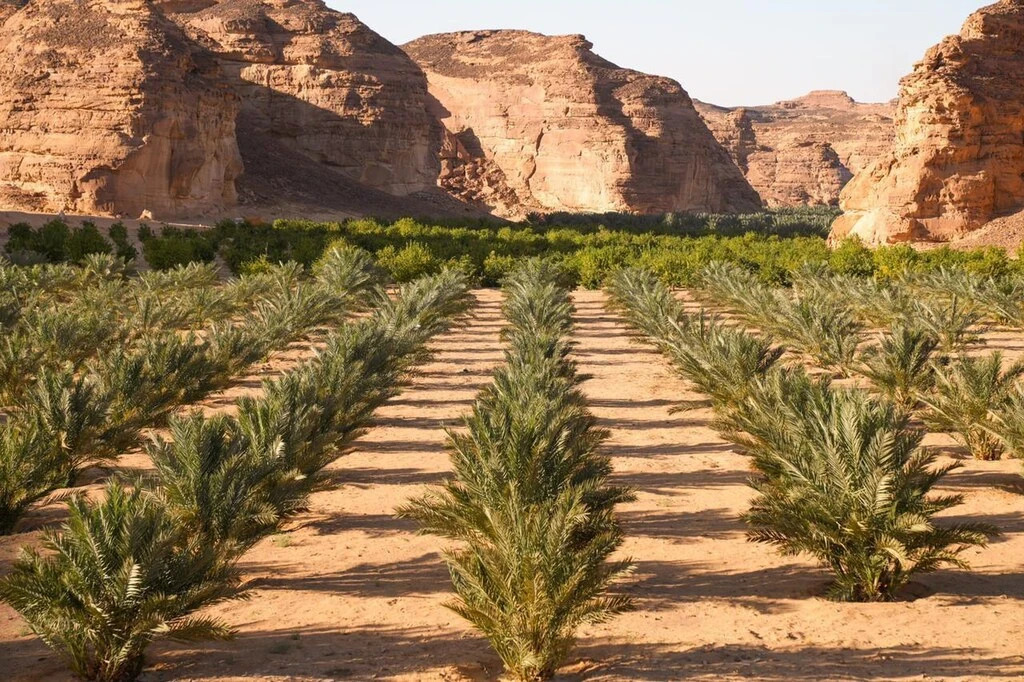 Отель 26 North Al Ula by Prime Hotels