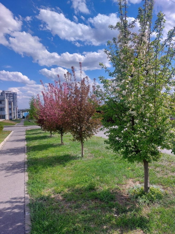 Квартира Морская студия с чайками