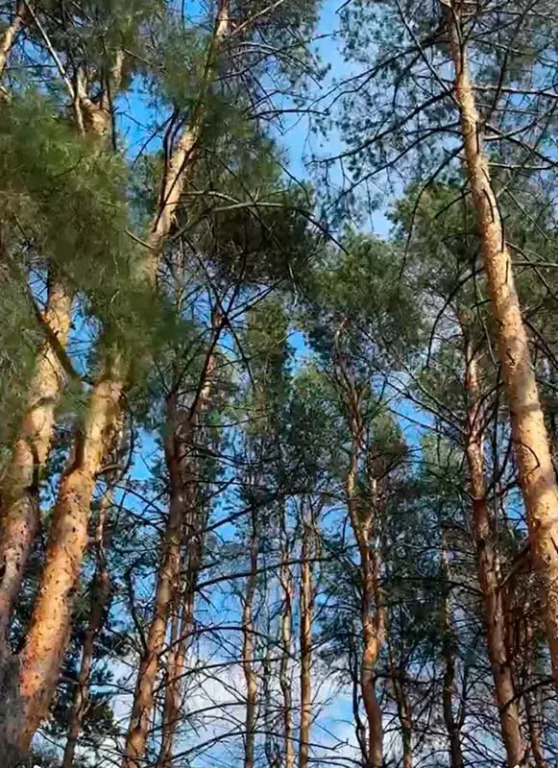 Глэмпинг Елки