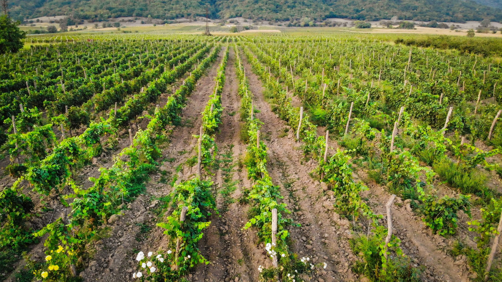 Отель Chateau Artwine