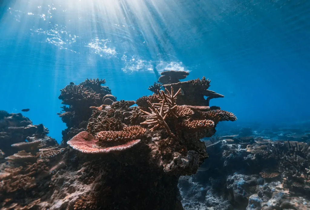 Maverick Surf & Dive Boutique Resort - Complimentary Airport Transport for Full Board Stays of 6 Nights or More