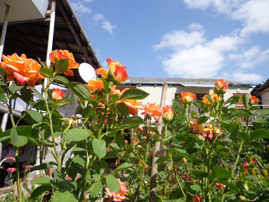 Anush`s B&B