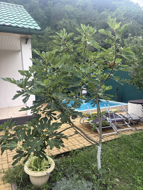 Частный дом возле леса