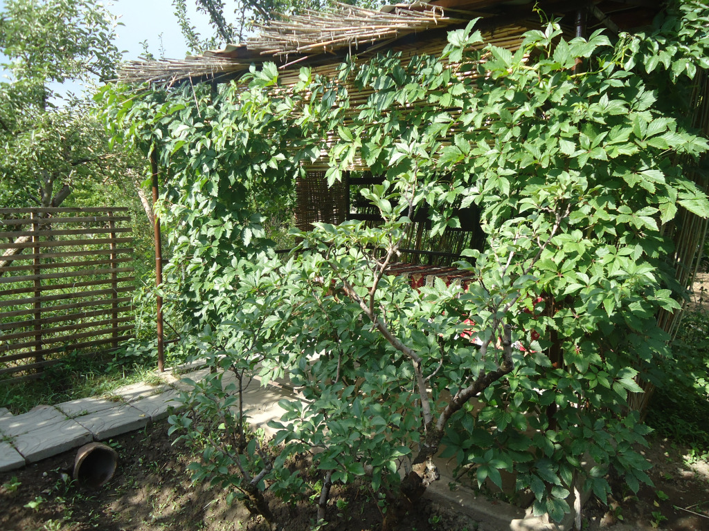 Апартаменты Dinadav House