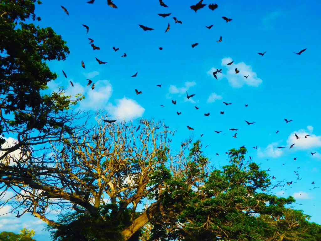 Отель Rain Tree by Oak Ray