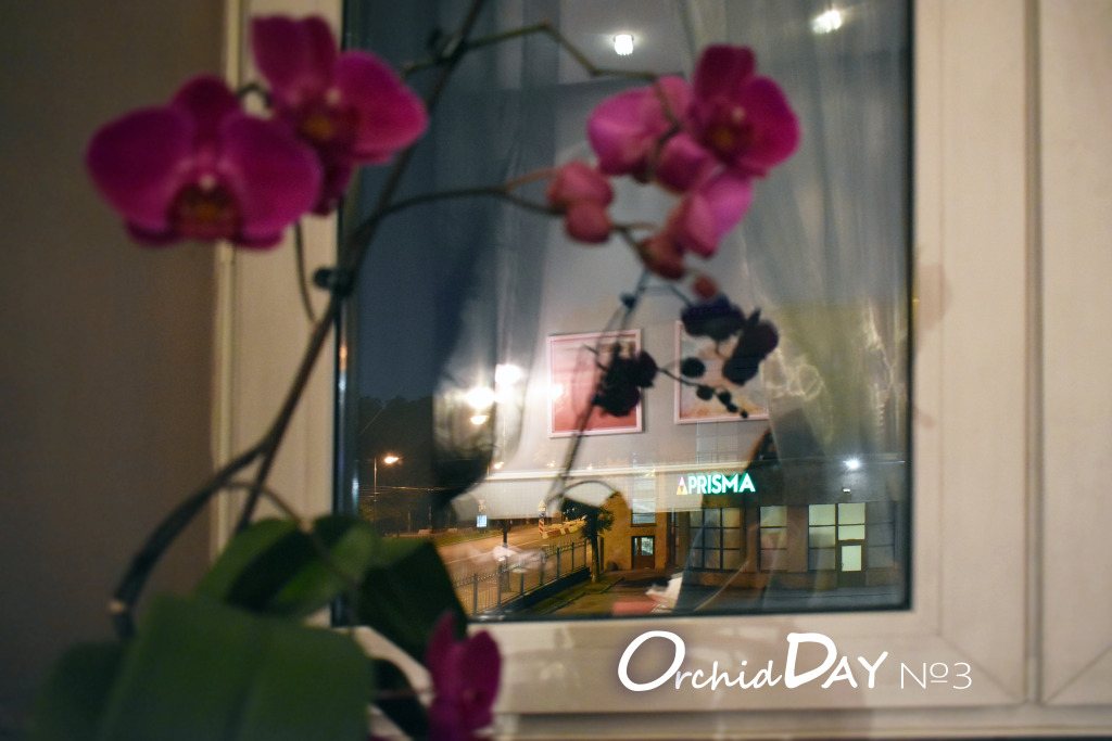 Мини-Отель  День Орхидей