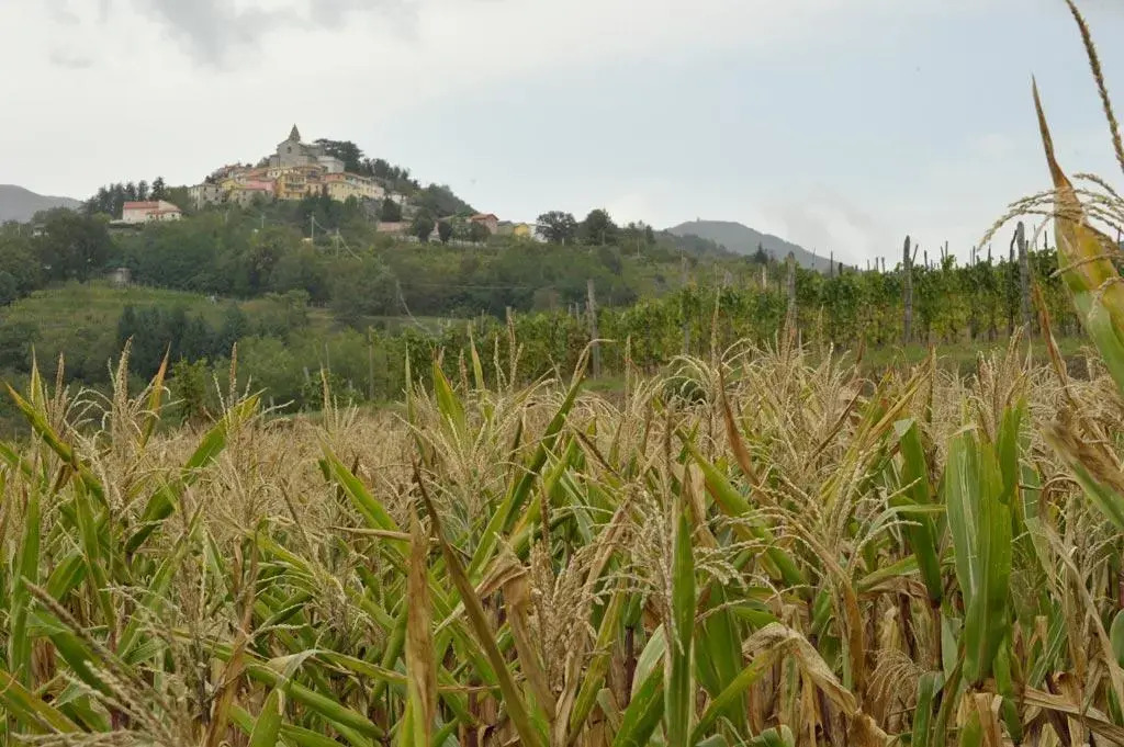 La Collina Di Terme