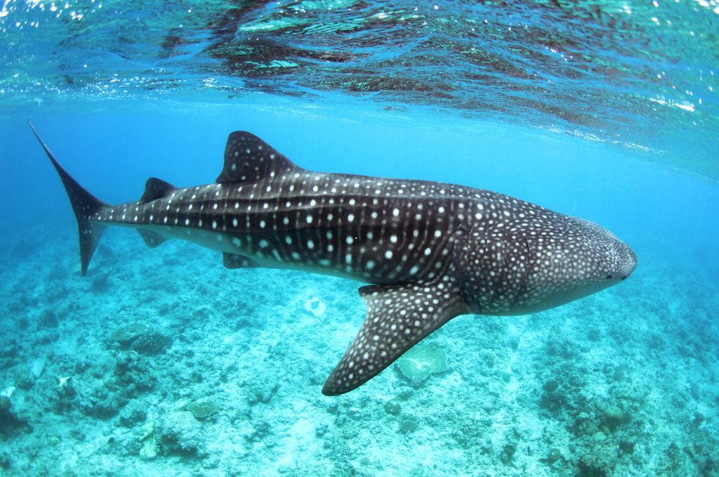 Whale Shark Inn Maldives