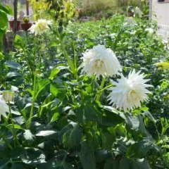 Отель Green Dilijan B&B Армения, Дилижан - отзывы, цены и фото номеров - забронировать отель Green Dilijan B&B онлайн