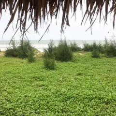 Отель An Bang Beach Hideaway Homestay фото 10