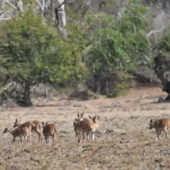 Отель Mahoora Tented Safari Camp - Kumana Шри-Ланка, Яла - отзывы, цены и фото номеров - забронировать отель Mahoora Tented Safari Camp - Kumana онлайн фото 11