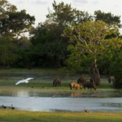 Отель Vanaro Eco Lodge