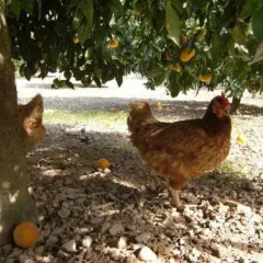 Отель Agroturisme Perola - Adults Only пляж фото 2