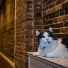 Отель The Cambie Hostel Gastown Канада, Ванкувер - отзывы, цены и фото номеров - забронировать отель The Cambie Hostel Gastown онлайн с домашними животными