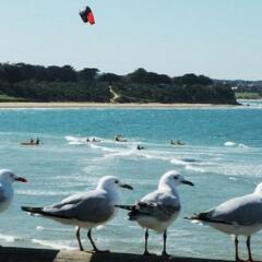 Doro Tourist Farm Cabins In Torquay Australia From 172 Photos