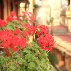 Chau Long Sapa 2 Hotel с домашними животными