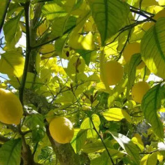 Отель Agroturisme Perola - Adults Only фото 5