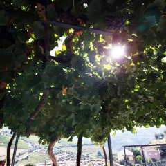 Отель Quinta da Pitarrela Португалия, Пезу-да-Регуа - отзывы, цены и фото номеров - забронировать отель Quinta da Pitarrela онлайн пляж