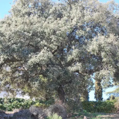 Отель La Encina Centenaria фото 7