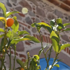 Bergama Tas Konak Турция, Дикили - 1 отзыв об отеле, цены и фото номеров - забронировать отель Bergama Tas Konak онлайн
