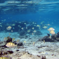 Отель Tahiti Sail and Dive пляж
