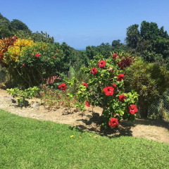 Отель Teresinajamaica Монастырь фото 8