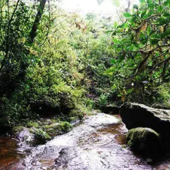 Отель Obudu Mountain Resort Нигерия, Обуду - отзывы, цены и фото номеров - забронировать отель Obudu Mountain Resort онлайн приотельная территория