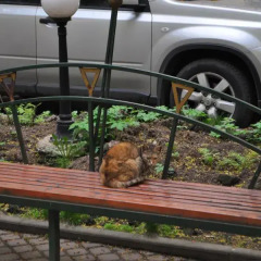 Suricata Hostel питание