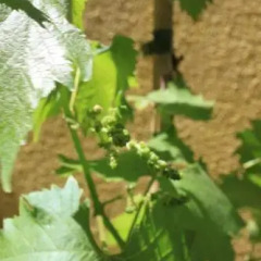 Grapes & Bites - Hostel And Wines Лиссабон фото 5