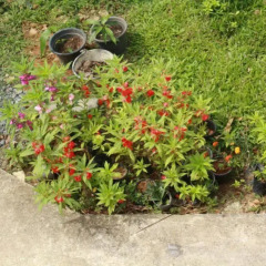 Отель Relaxation с домашними животными