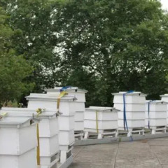 Отель Lancaster London Великобритания, Лондон - 1 отзыв об отеле, цены и фото номеров - забронировать отель Lancaster London онлайн фото 8