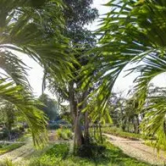 Отель Huyen Tra Que Homestay пляж