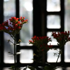 Отель Green Coco Homestay Hoi An фото 2