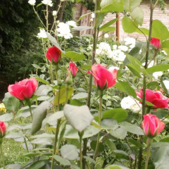 Отель B&B Il Casone Монтелупоне фото 4
