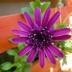Отель Garden Fiorella Италия, Чинизи - отзывы, цены и фото номеров - забронировать отель Garden Fiorella онлайн