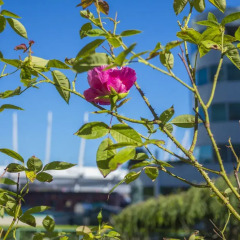 Отель Rosedale On Robson Suite Hotel Канада, Ванкувер - отзывы, цены и фото номеров - забронировать отель Rosedale On Robson Suite Hotel онлайн фото 8