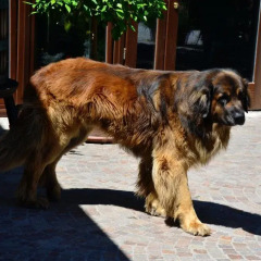 Отель Agriturismo La Montina Понти-суль-Минчо с домашними животными