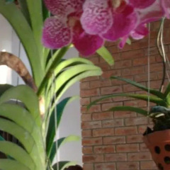 Отель Flower Garden Homestay Хойан фото 3