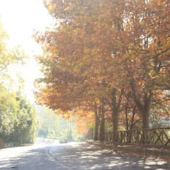 Отель Olive Tree Hill Дзагароло
