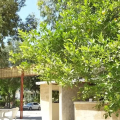 Kemer Park Hotel фото 8