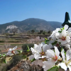 Отель La Encina Centenaria фото 4