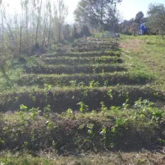 Отель B&B Il Chioso Аулла