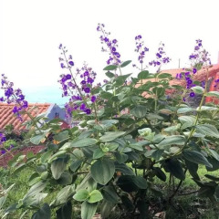 Отель Quinta da Faia Португалия, Орта - отзывы, цены и фото номеров - забронировать отель Quinta da Faia онлайн фото 11