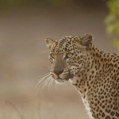 Отель Yala Safari Camping интерьер отеля фото 2